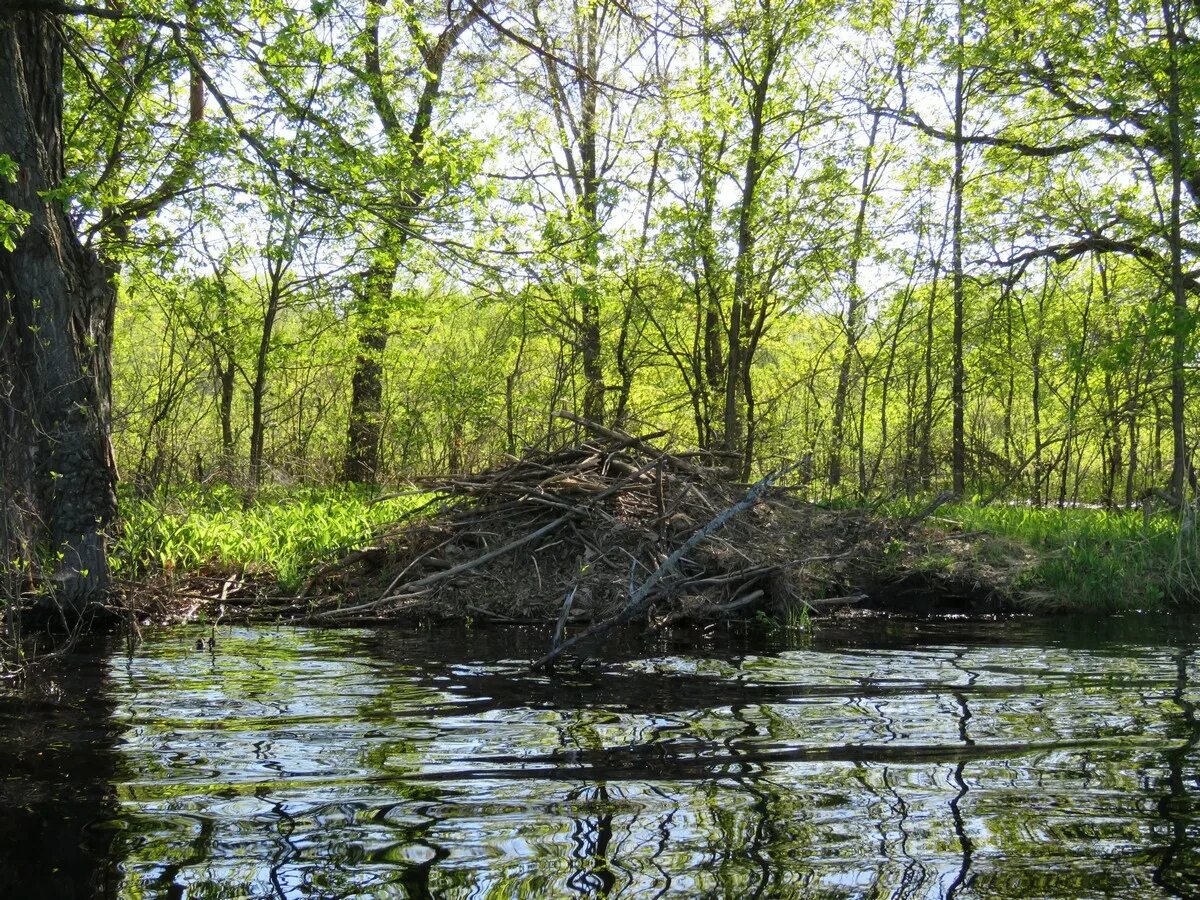 Боброво восточное бутово лесная 10. Село боброво. Село азовка бобровского района воронежской области. Боброво. Боброво (думиничский район).