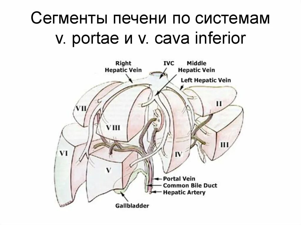 Сегментарное строение печени схема. Сегментарное строение печени на УЗИ. Сегменты левой доли печени схема. Сегментарное строение печени на кт. Узи печени схема