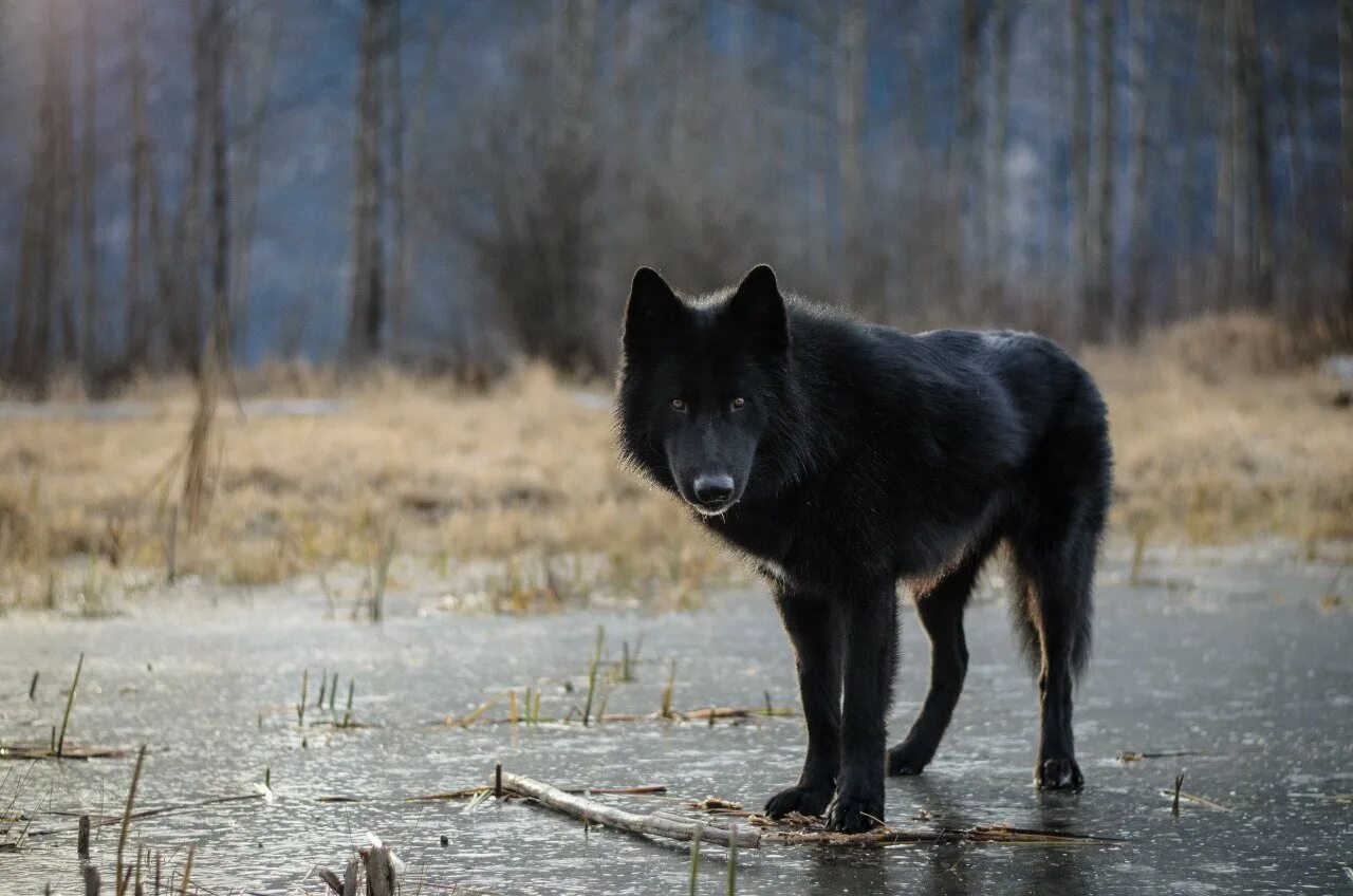 Волки большие собаки. Волкособ вольфхунд. Чёрный канадский волкособ. Канадский волкособ вольфхунд. Волкособ канадский черный волк.
