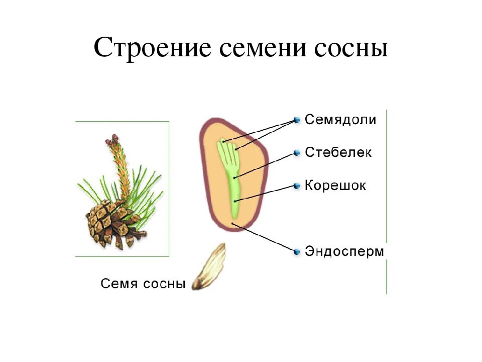 Рассмотрите рисунок семени какая структура. Строение семени сосны. Каково строение семени сосны. Семя шишки сосны строение. Строение семени сосны обыкновенной.