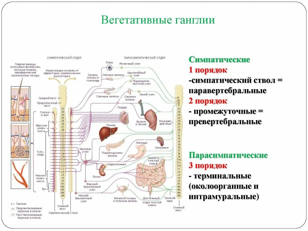 Нервный узел где. Локализация вегетативных ганглиев симпатической нервной системы. Расположение ганглиев парасимпатической системы. Парасимпатическая ВНС ганглии. Локализация центров и ганглиев симпатической нервной системы.