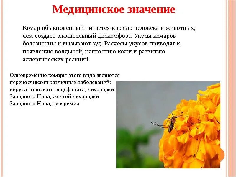 Числитель и знаменатель. Сообщение об уже обыкновенном. Обыкновенный значение. Обыкновенный значение. Уж обыкновенный информация.