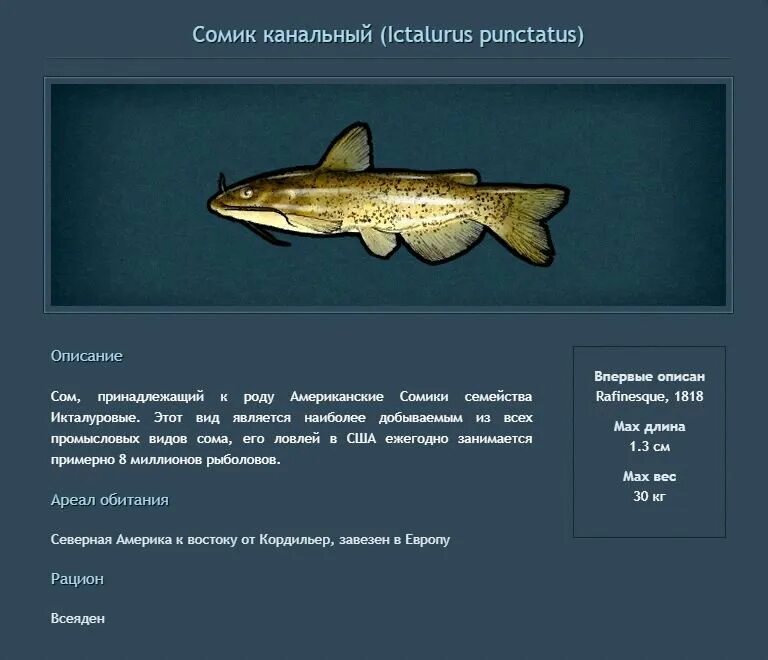 Описание ловли. Канальный сомик Ictalurus punctatus. Виды сома. Канальный сомик реальная рыбалка. Канальный сомик описание.