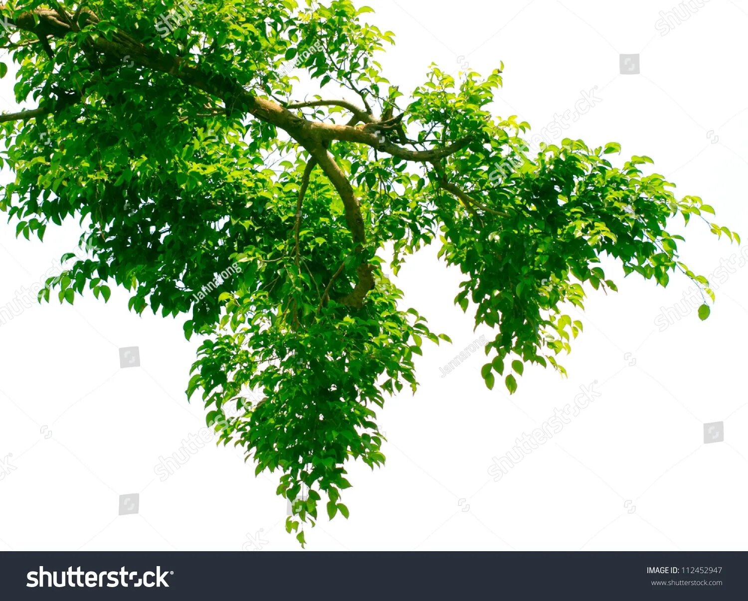 Out of branches. Зеленая ветвь на белом фоне. branches on white background.