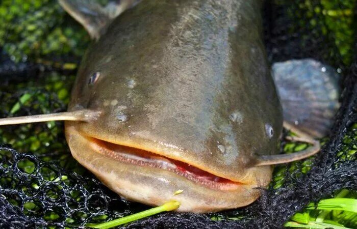 Что ест сом. Обыкновенный сом речной. Сомик озерный. Сом рыба. Сомик озерный.