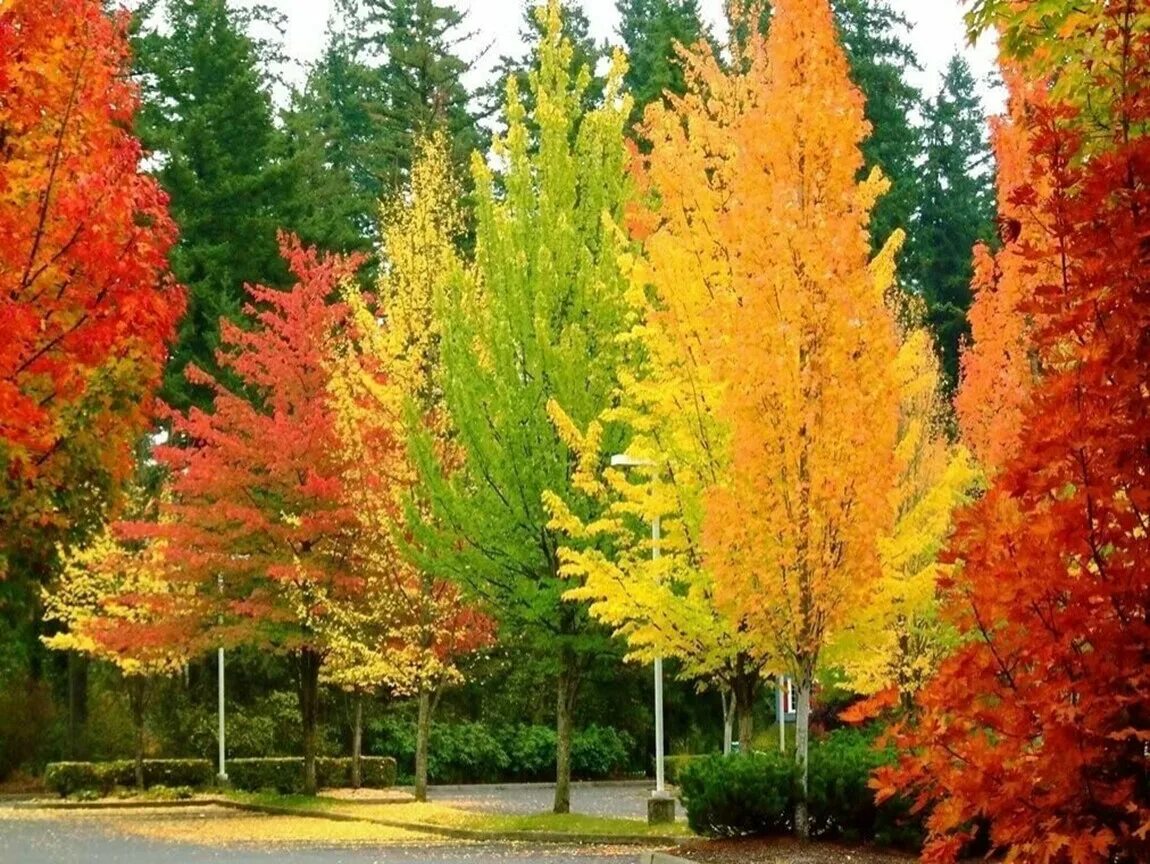 Осеннее дерево. Сень деревьев. Осень деревья. Разноцветная осень. 2 сентября осень