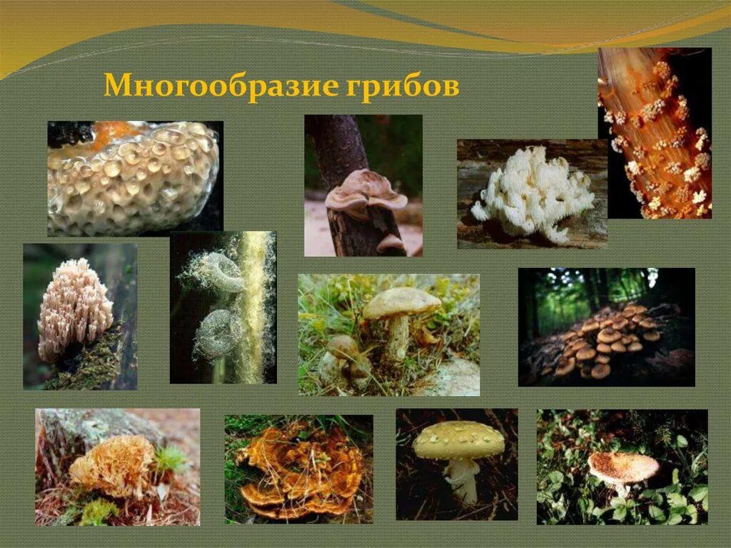 Сообщение многообразие грибов. Царство грибы многообразие грибов. Многообразие грибов 5 класс биология. Многообразные грибы. Разнообразие грибов в природе.