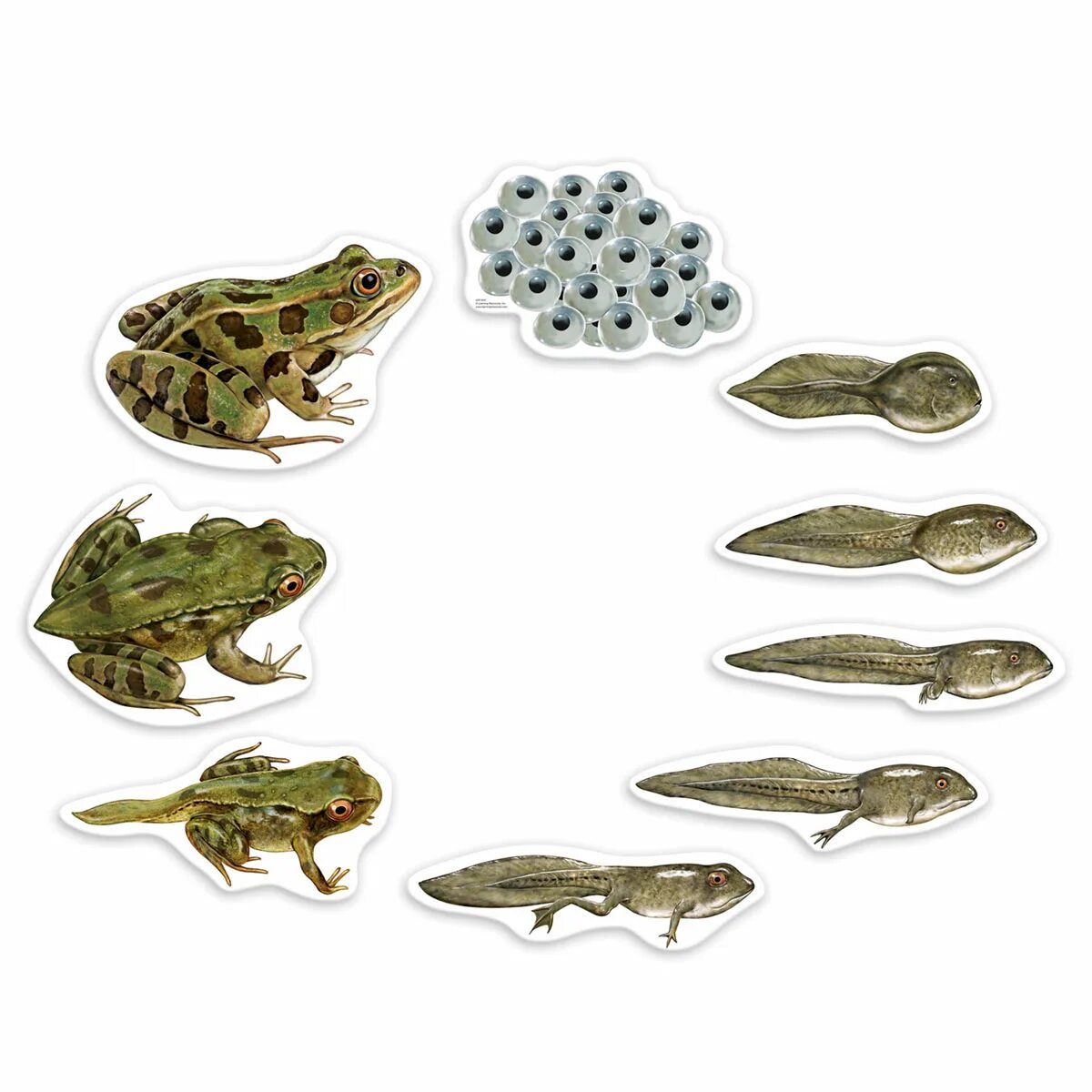 Метаморфоз ящерицы. Головастики лягушек цикл. Жизненный цикл лягушки для детей. Цикл развития Озерной лягушки. Жизненный цикл лягушки от головастика.