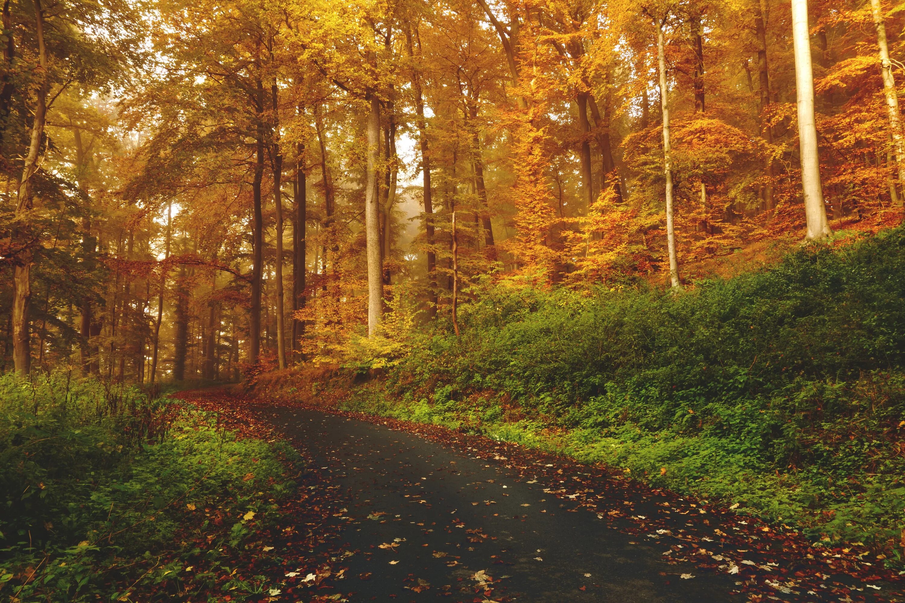 Осенний лес. Природа леса. Осень в лесу. Красивые леса.