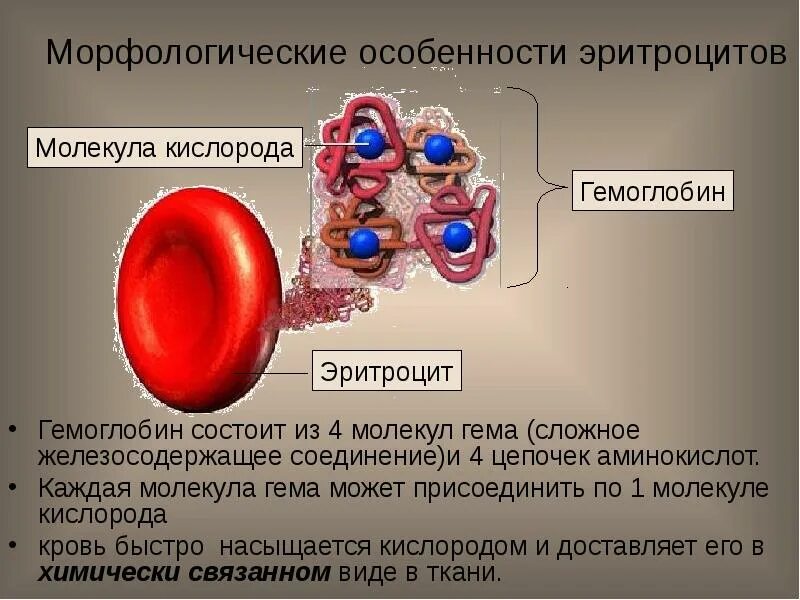 Эритроцит уровень организации живой. Морфологические особенности эритроцитов. строение эритроцитов. эритроцит состоит из. характеристика эритроцитов.