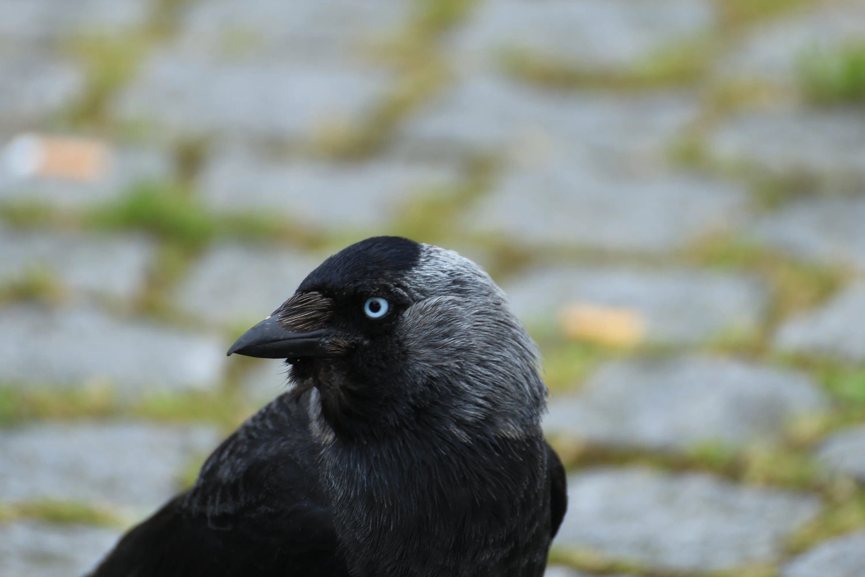 Птицы с серой шеей. Га́лка Corvus monedula. Галка обыкновенная ‒ Corvus monedula. Галка и ворона серая птицы. Черная Галка.