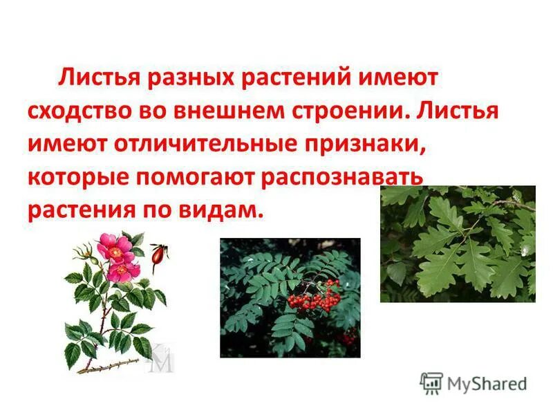Классификация комнатных растений. Заболевания растений таблица. Растения как выявить. Определительная карточка растений. Сорные растения индикаторы.