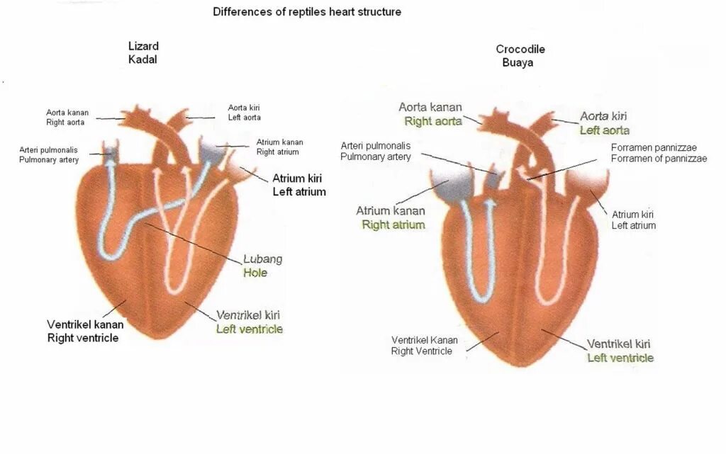 Сердце крокодила строение. Сердце крокодилов. Строение сердца крокодилов. Сердце крокодила четырехкамерное. Сердце у крокодила состоит