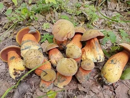 Грибные места в нижегородской
