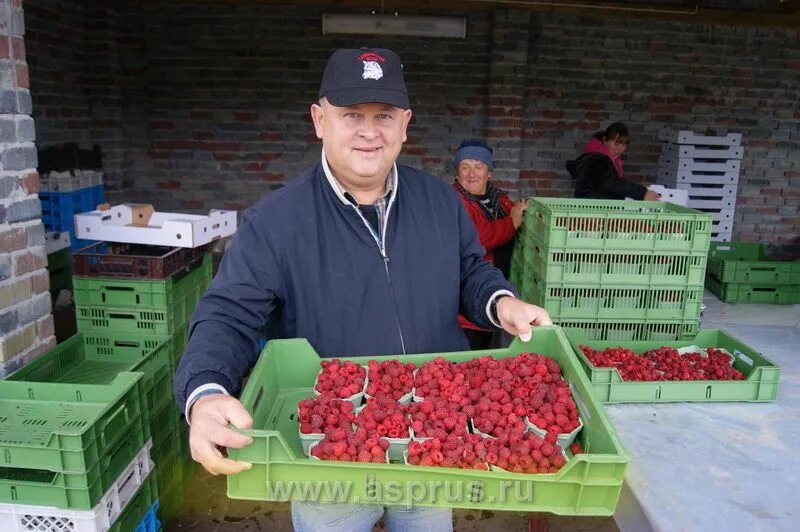 Промышленное выращивание малины. Плантации малины в польше. сбор малины. промышленный сбор малины. ящик малины.