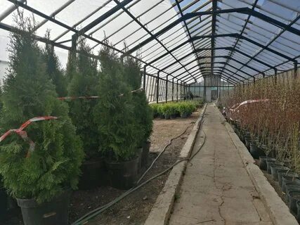 Малаховка лесопитомник 7