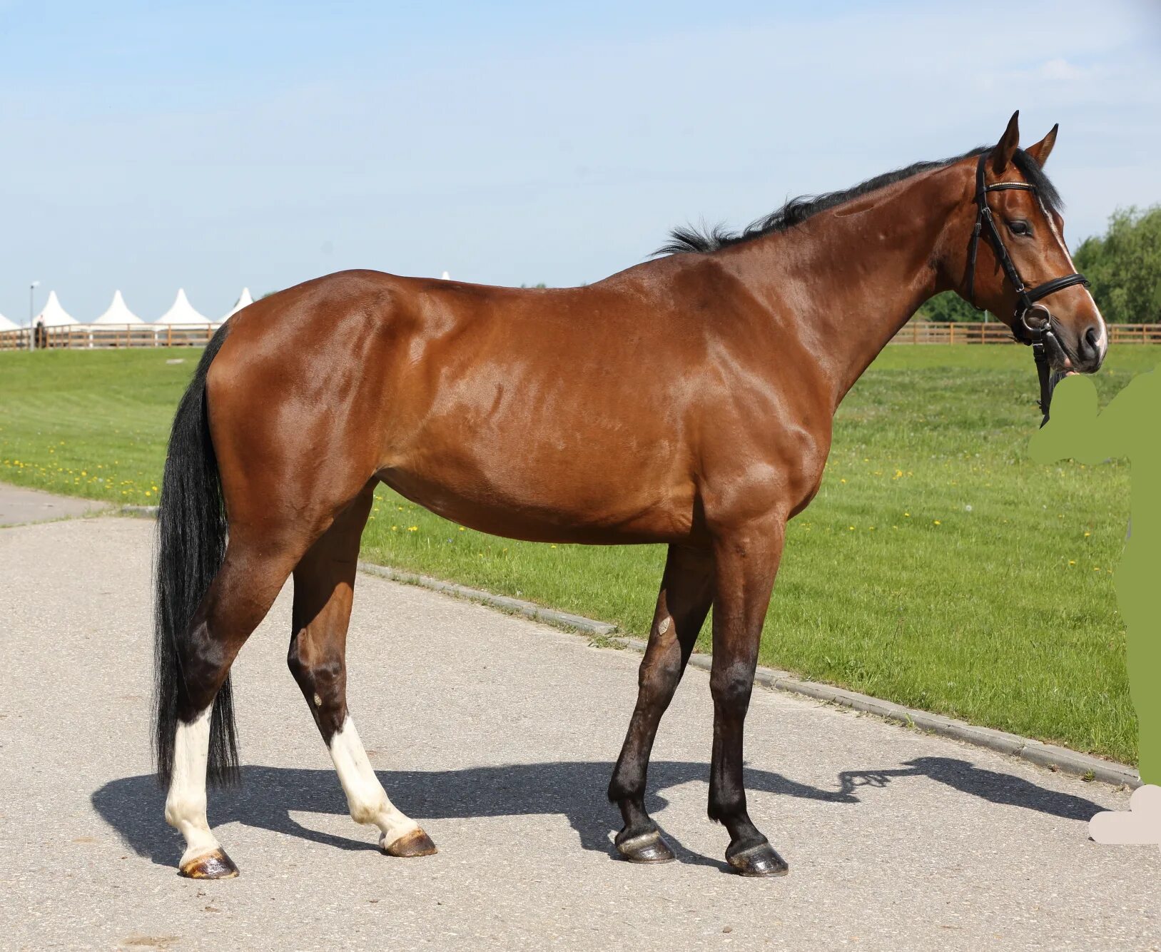 домашние животные лошадь.