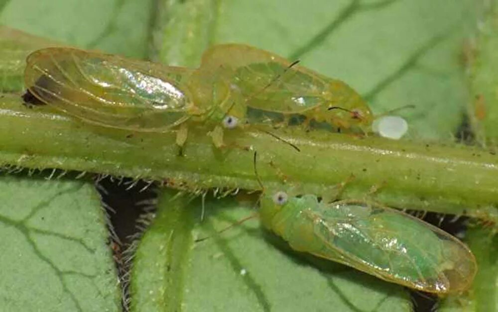 яблоневая медяница. медяница. листоблошка морковная trioza apicalis. листоблошка яблонная тля медяница. яблонная медяница имаго.