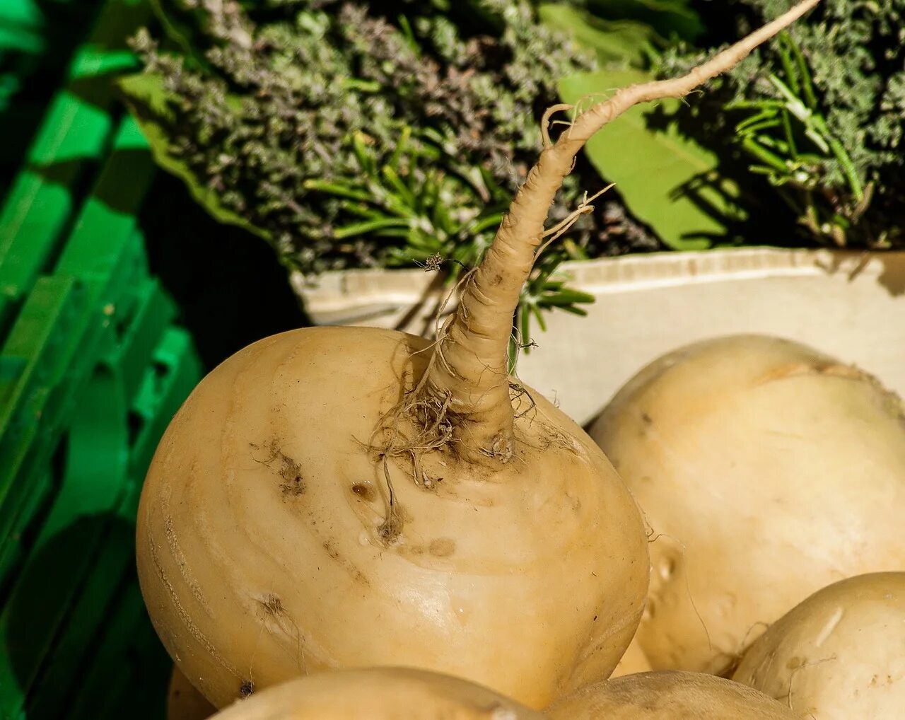 Как вырастить репу в открытом грунте. Корнеплод брюквы. Репа (Brassica Rapa). Репа Голден Болл. Брюква семейство крестоцветные.