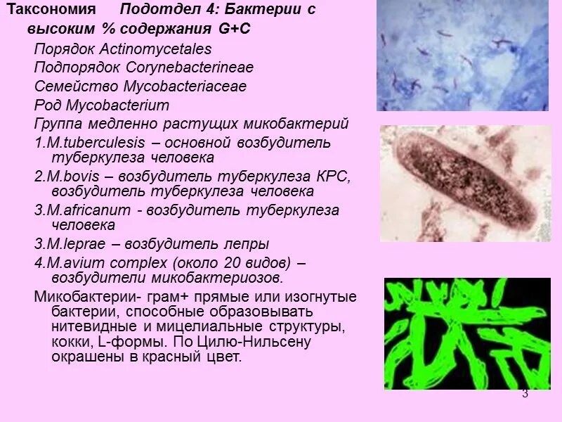 Палочки – микобактерия туберкулеза. Микобактерия туберкулеза палочка Коха. Палочка Коха возбудитель туберкулеза. Микобактерии возбудители туберкулеза.