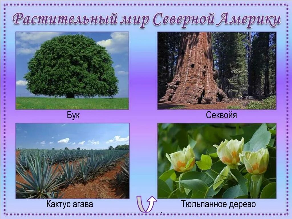 Типичные представители флоры степной зоны северной америки. Растительный мир Северной Америки. Растения Северной Америки. Расстениясеверной Америки. Растительность севернойтамерики.