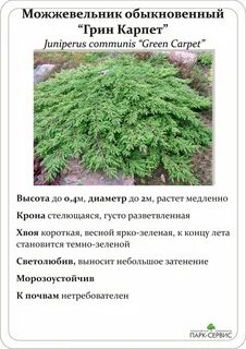 Описание можжевельника