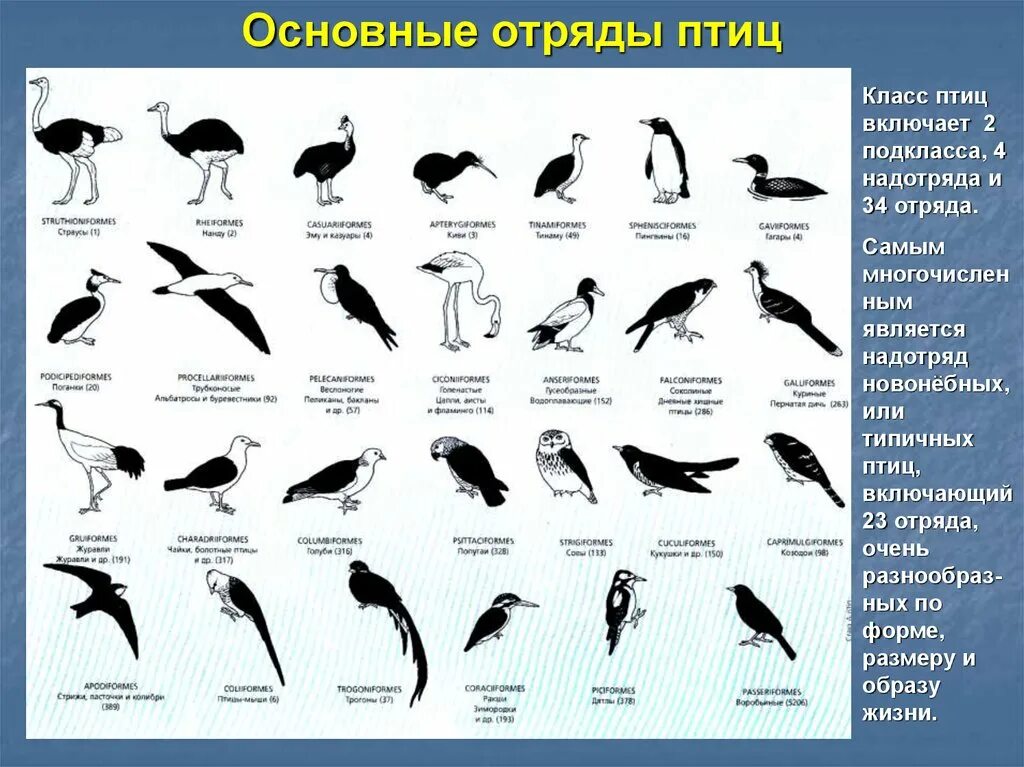 Класс птицы классификация. Классификация птиц отряды. Классификация птиц таблица по отрядам. Признаки отрядов птиц.