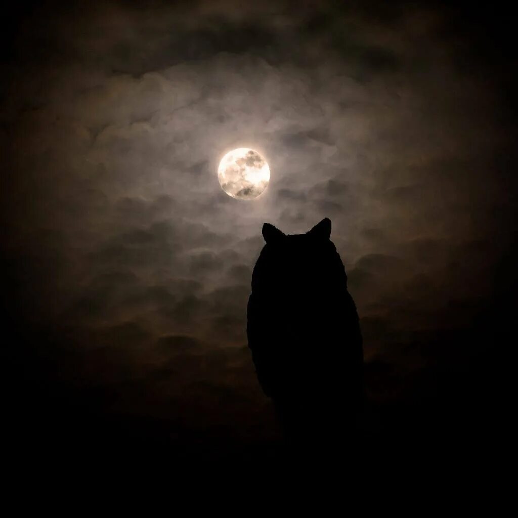Страшные коты ночью. Кошка ночью. кошка в темноте. глаза кошки ночью. черный кот с горящими глазами.