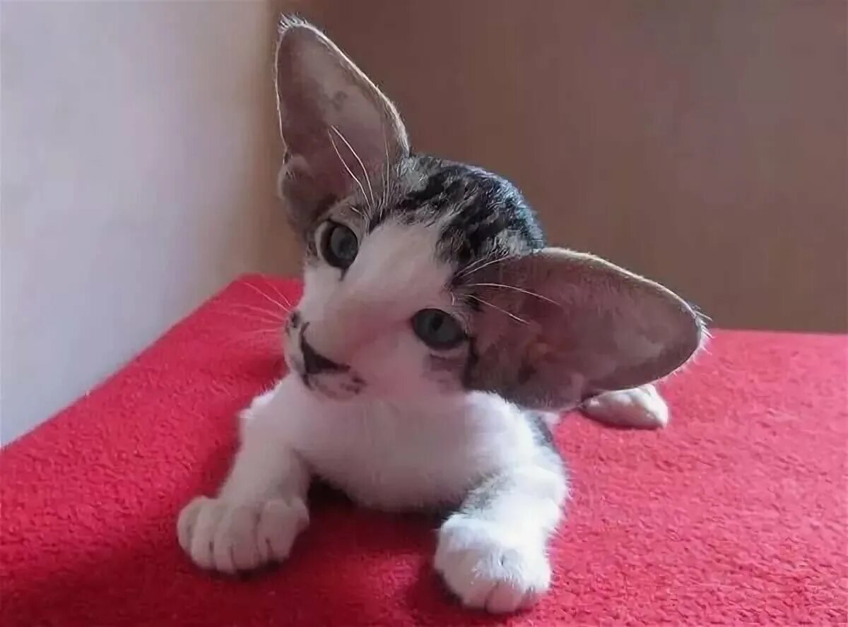 Ориентальный Ушастый кот. Ушастый кот порода Ориентал. Ориентальная короткошерстная кошка.