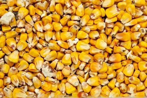 Кукуруза кормовая культура