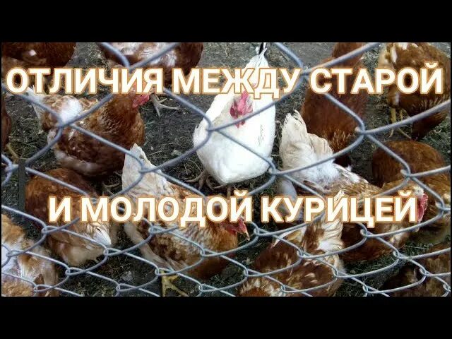 Как определить возраст курицы несушки по внешнему. Возраст кур несушек по гребешку. как определить возраст у кур несушек. как определить возраст курей. как понять возраст курицы несушки.