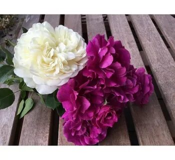 Rose 2016