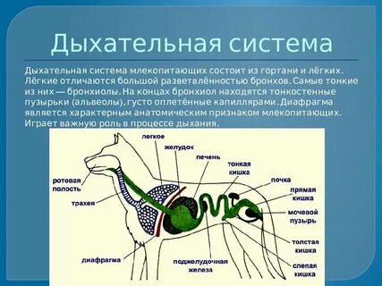 Болезни органов дыхания у животных
