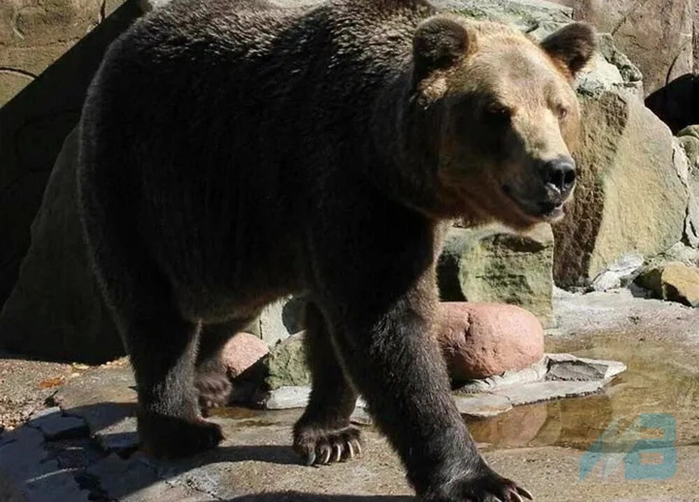 Tell bear