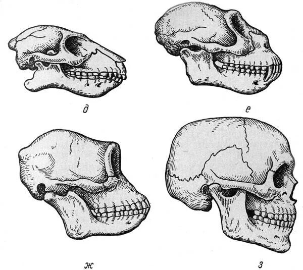 Соединение костей черепа млекопитающих. Эволюция челюсти. Соединение челюсти с черепом. Соединение костей черепа анатомия животных.