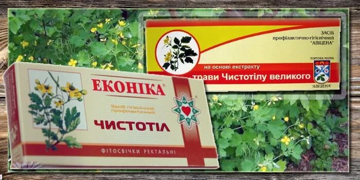 Чистотел при миоме. Чистотел в гинекологии при полипах. Чистотел для спринцевания в гинекологии.