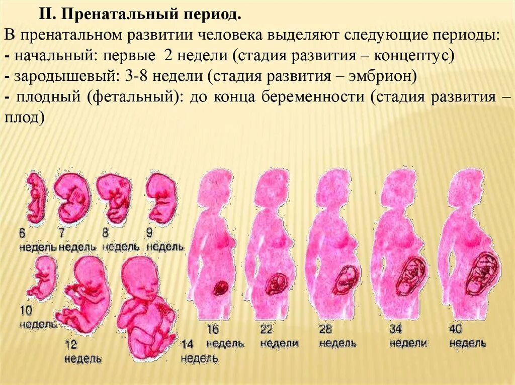 Внутриутробный период у человека длится. Этапы формирования эмбриона человека. Этапы внутриутробного развития. Стадии развития плода. Этапы формирования эмбриона человека по неделям.