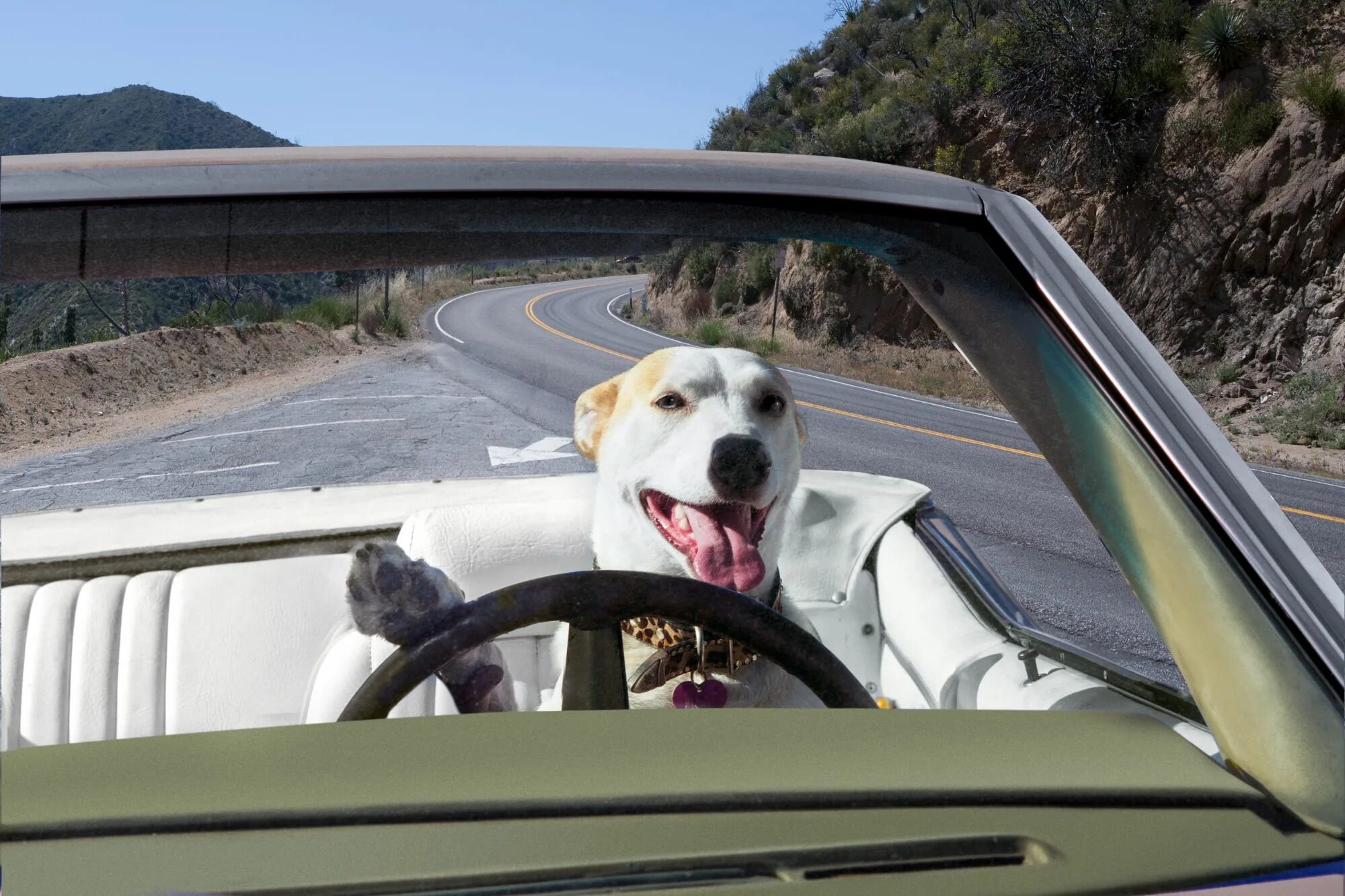 Don has a car it is. Dog автомобиль. Собака водит машину. Руль собака. Драйв дог.