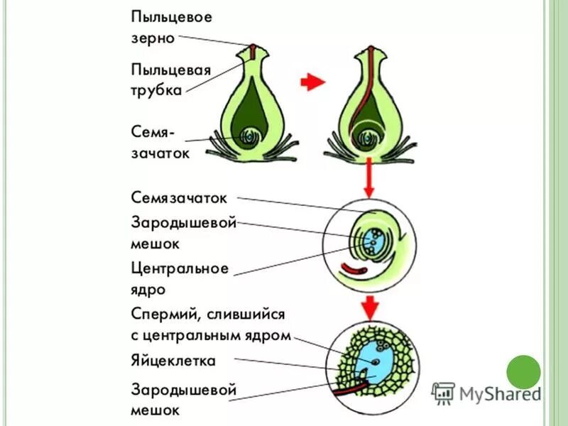 Пыльцевое зерно пыльцевая трубка спермии. Семязачаток покрытосеменных растений. Двойное оплодотворение пыльцевое зерно. Оплодотворение пыльцевого зерна схема.