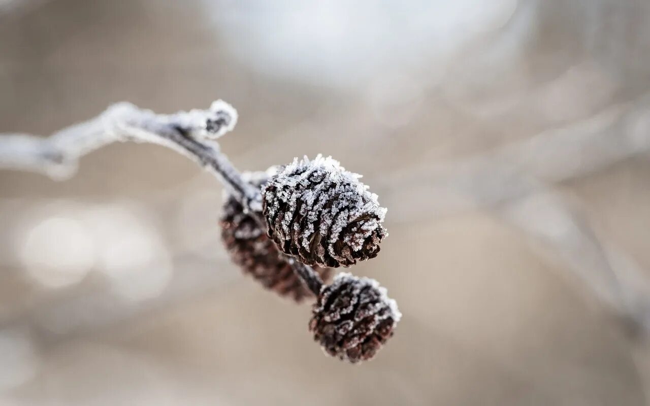 Шишка на белом фоне. Белые шишечки. Отбеленные шишки для декора. Шишки сосновые крашенные. Шишки в белизне.