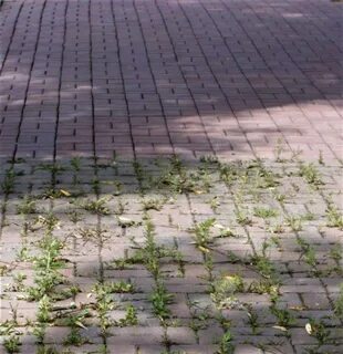 Чистка тротуарной плитки от травы