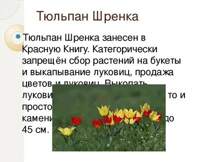 Почему тюльпаны в красной книге