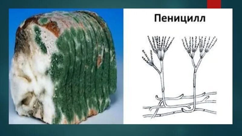 Плесневый гриб пеницилл. Строение плесени пеницилл. Гриб пеницилл плесень. Паразитические грибы пеницилл. Мицелий гриба пеницилла