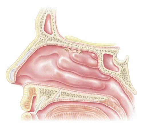 Отделы слизистой оболочки носа. Катаральный ринит слизистая. Слизистая оболочка носоглотки. Слизистая носовой полости.