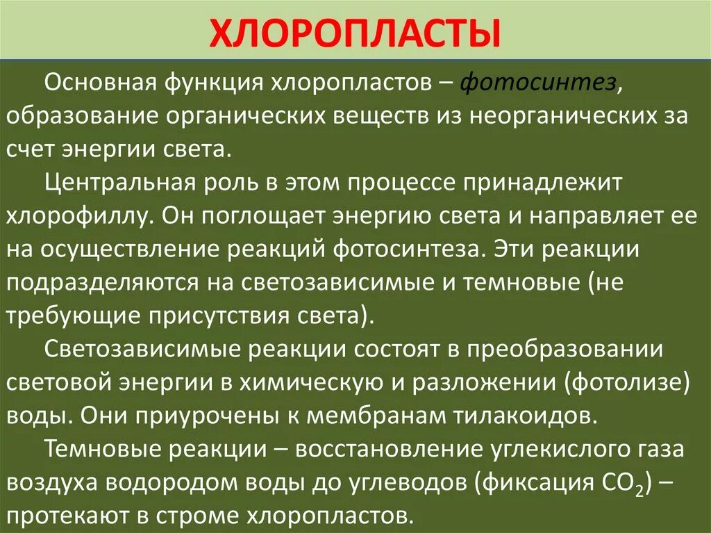 Хлоропласты функции. Особенности хлоропластов. Основная функция хлоропластов. Хлоропласты выполняют функцию.