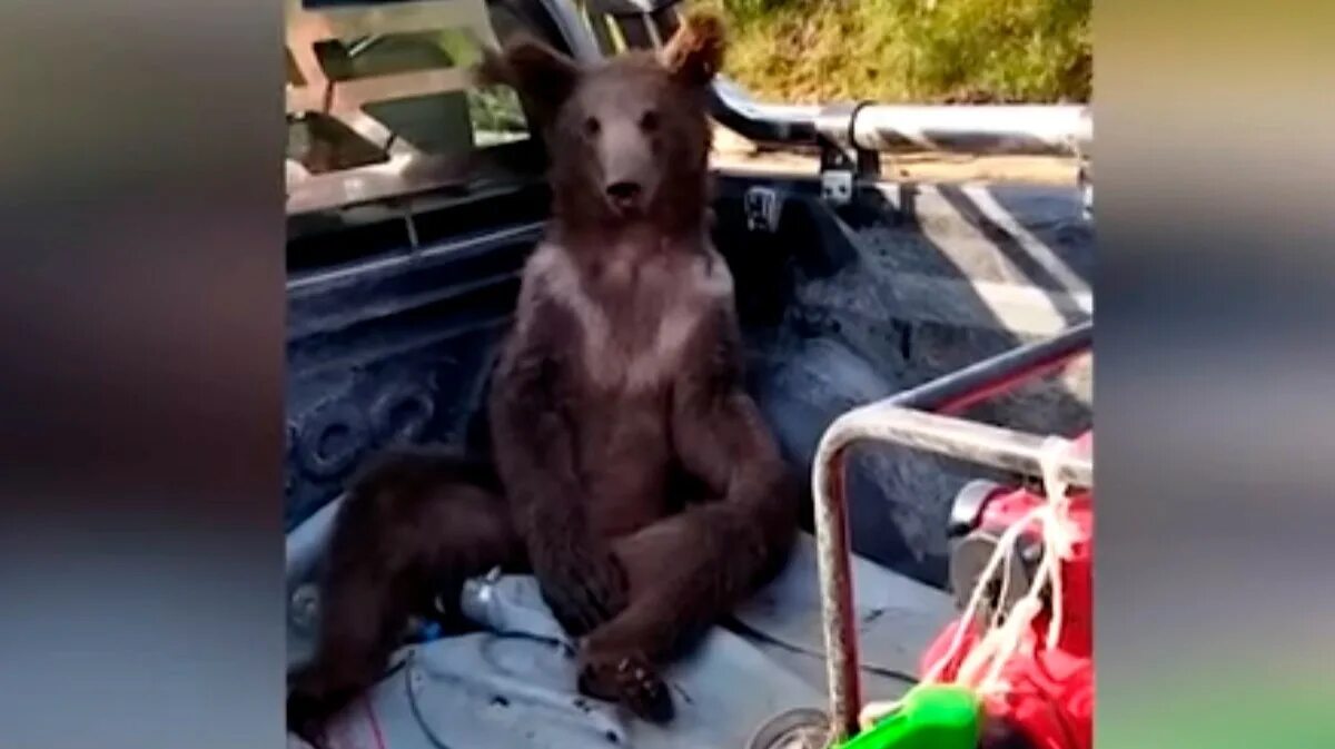 Бешеный мед. Медведь в Турции объелся меда. Голодный медведь.