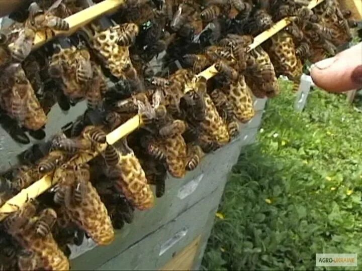 Когда появляются маточники. Маточник пчелиный. Прививочная рамка с маточниками. Выведение пчелиных маток. Вывод пчеломаток.