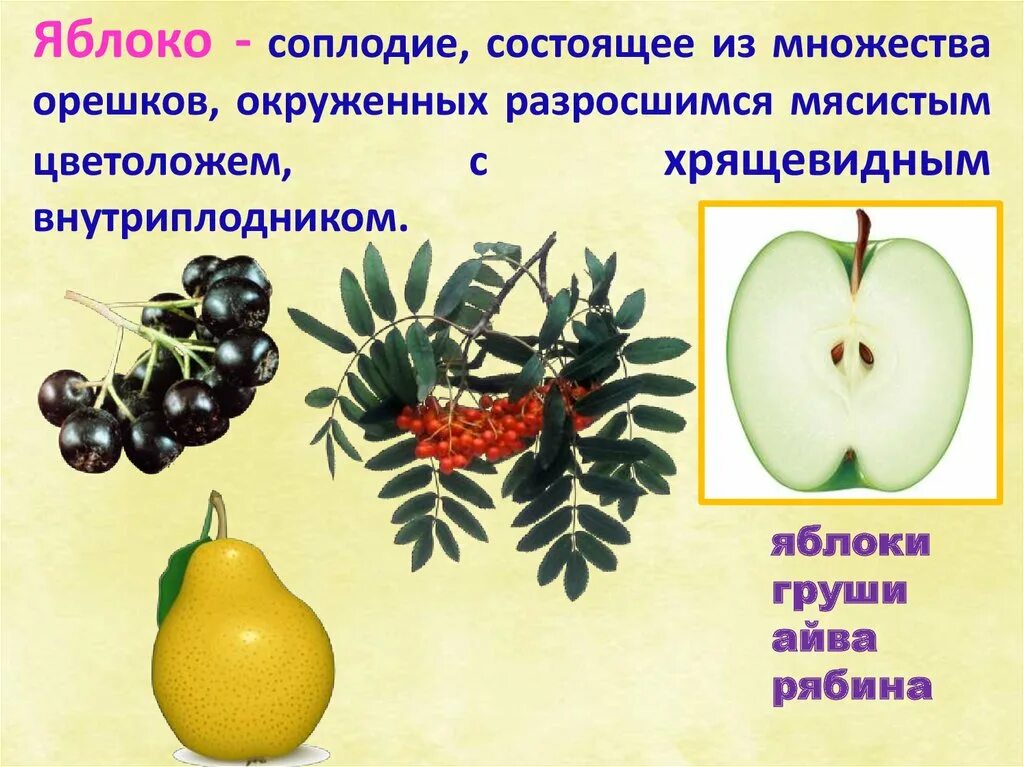 Способ распространения плодов яблока. Плод соплодие. Яблоко соплодие. Соплодие примеры.