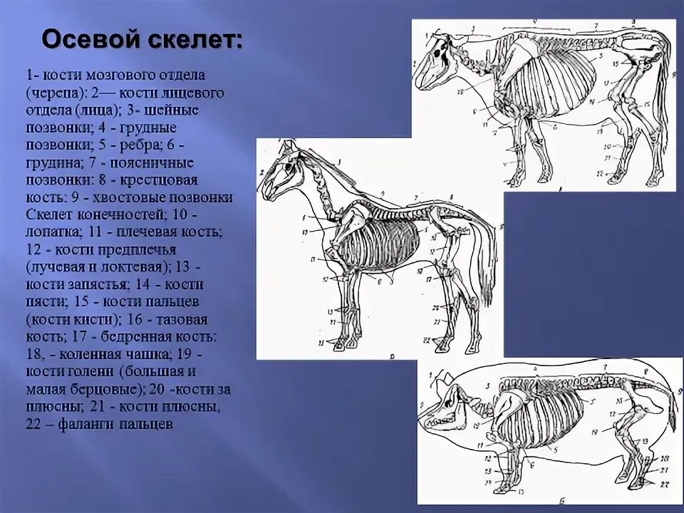 Осевой скелет животных. Осевой скелет крс. осевой скелет собаки. осевой скелет коровы. осевой скелет животных анатомия.