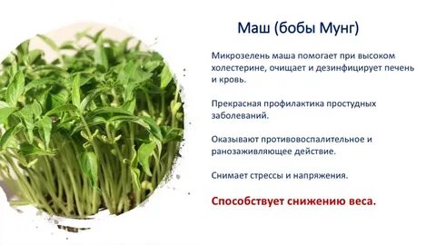 Цель проекта микрозелень